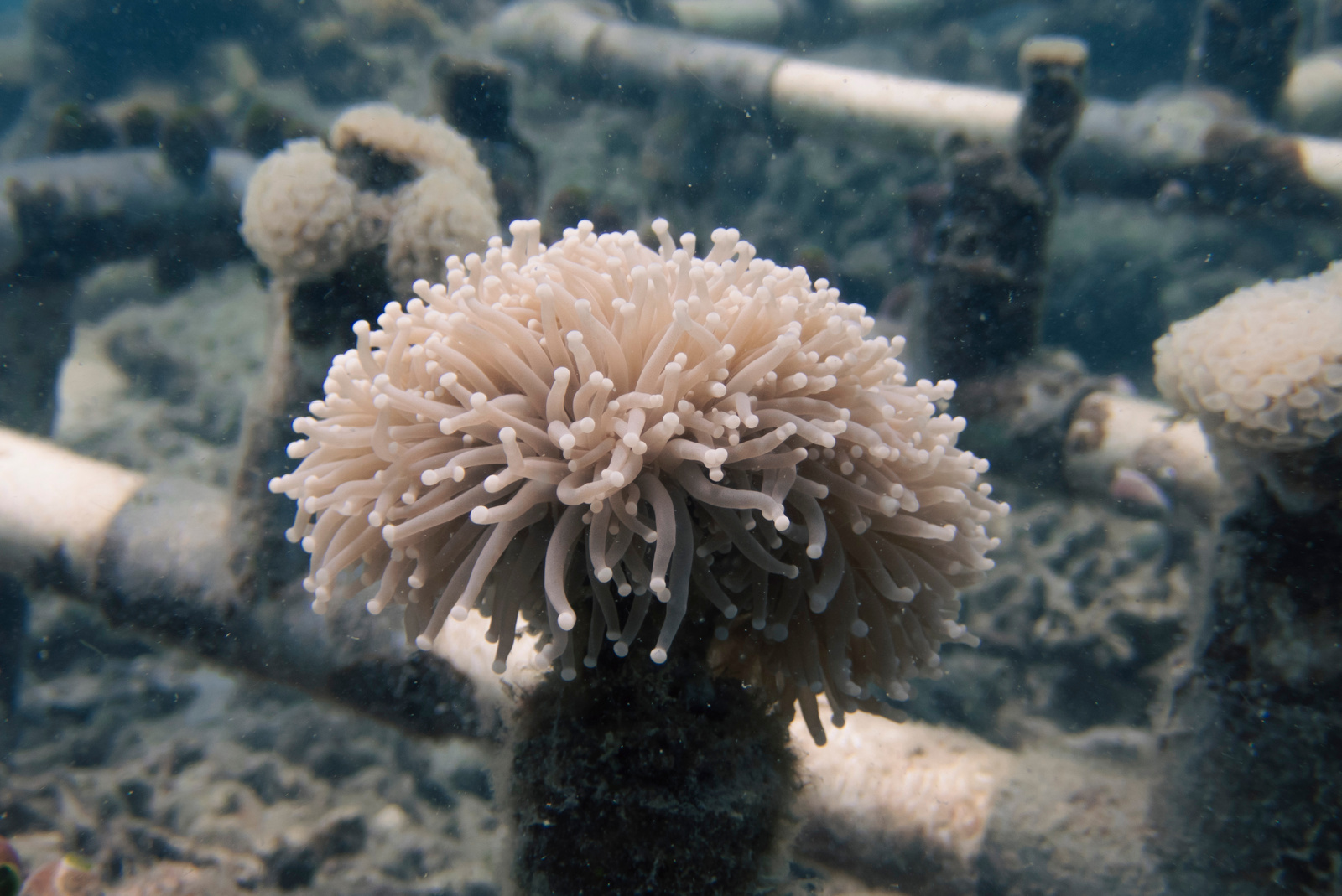 LPS coral growing on a nursery structure