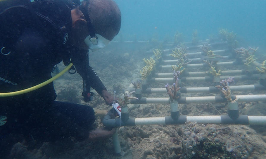 Researcher tagging coral colonies on a nursery table