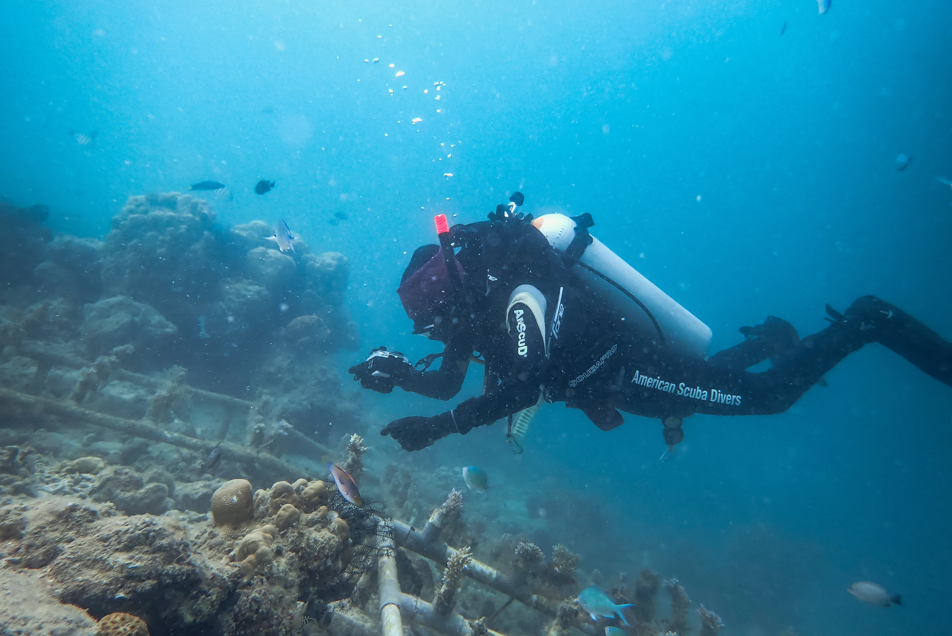 Diver monitoring the reef restoration site