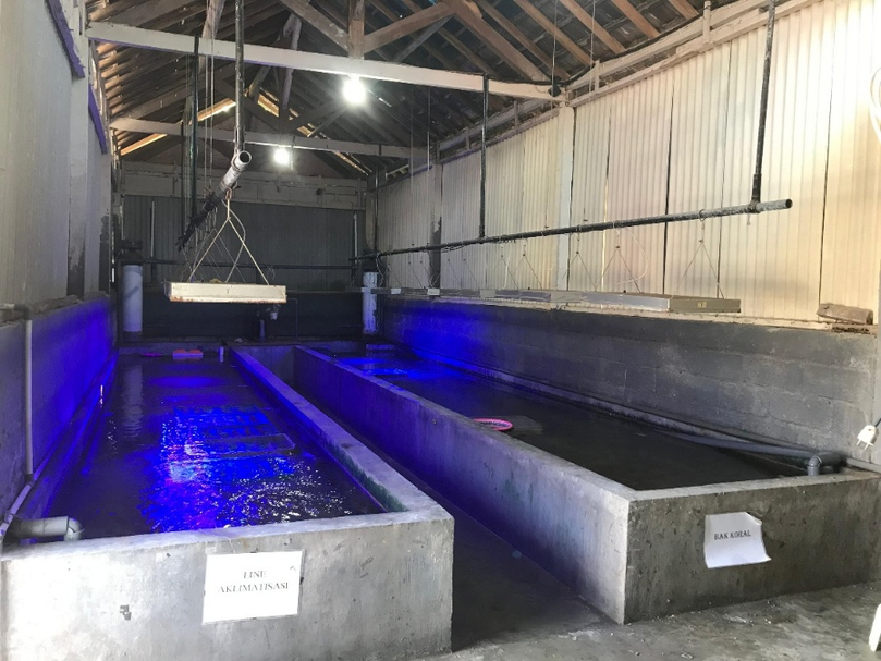 Ex-situ acclimatization and coral tanks