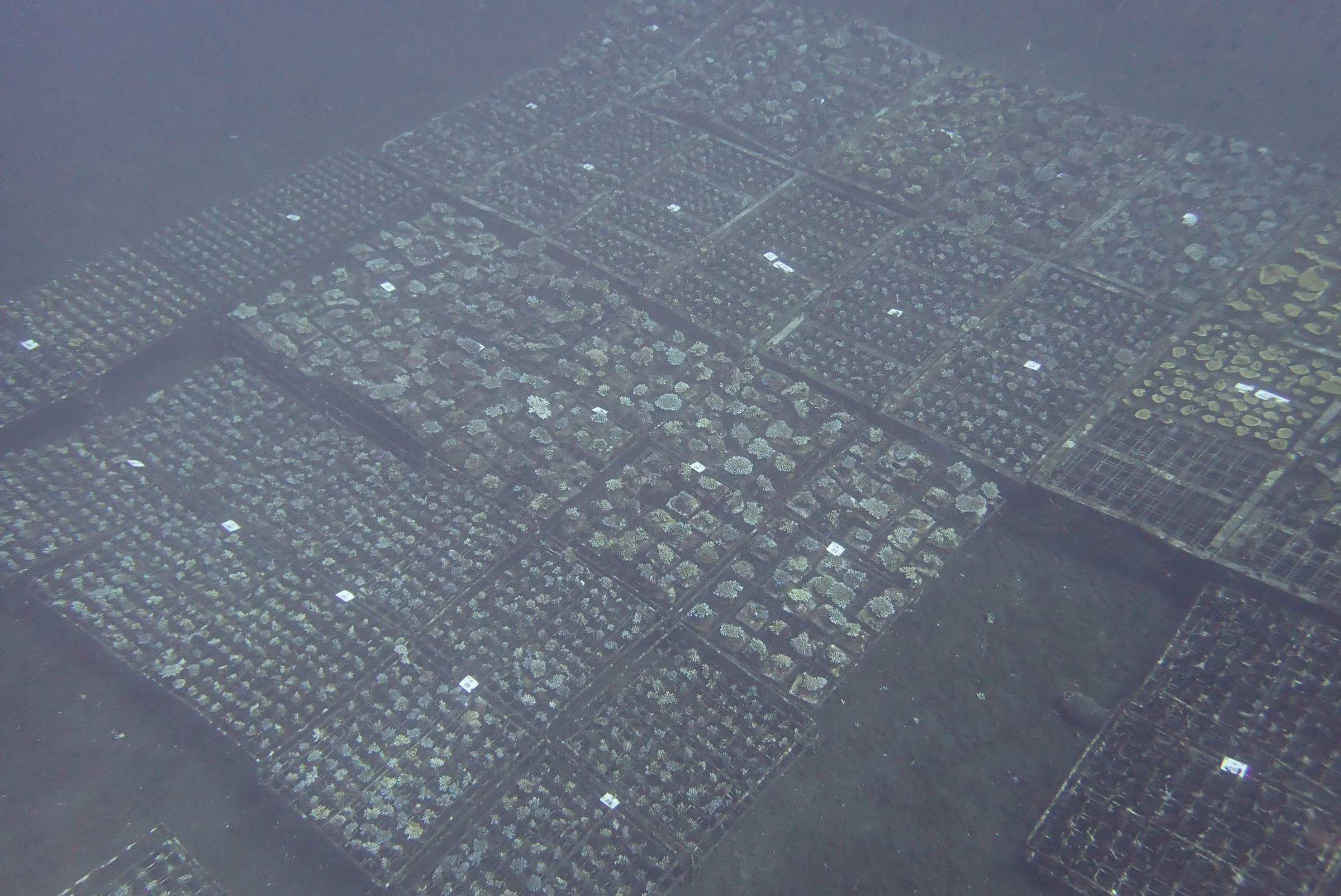 Arrays of coral nursery substrates on the seabed